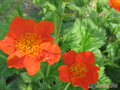  - &#039;&#039; Geum coccineum &#039;Borizin&#039;