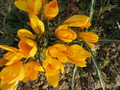  &#039; &#039; Crocus &#039;Golden Yellow&#039;