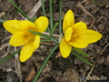  &#039; &#039; Crocus &#039;Golden Yellow&#039;