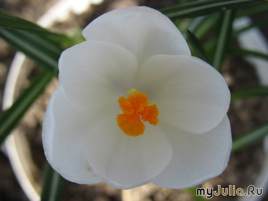  &#039; &#039;&#039; Crocus &#039;Jeanne D&#039;Arc&#039;