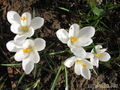  &#039; &#039;&#039; Crocus &#039;Jeanne D&#039;Arc&#039;