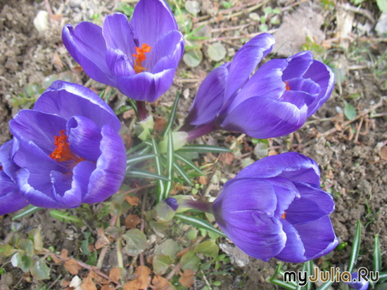  &#039;  &#039; Crocus &#039;King of straypd&#039;