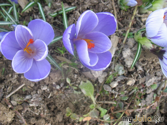  &#039;  &#039; Crocus &#039;King of straypd&#039;