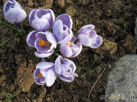  &#039;&#039; Crocus  &#039;Pickwick&#039;