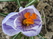   &#039;&#039;  Fritillaria meleagris &#039;Afrodita&#039;