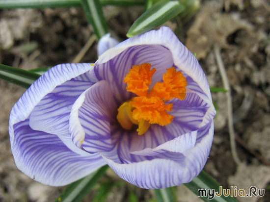  &#039;&#039; Crocus &#039;Pickwick&#039;