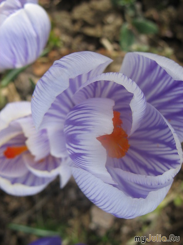  &#039;&#039; Crocus &#039;Pickwick&#039;