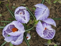  &#039;&#039; Crocus &#039;Pickwick&#039;