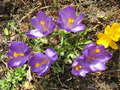  &#039; &#039; Crocus &#039;Rube dzhaynt&#039;