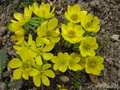  ,  &#039;&#039; Eranthis hyemalis &#039;Pauline&#039;