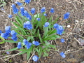  ,  Muscari armeniacum