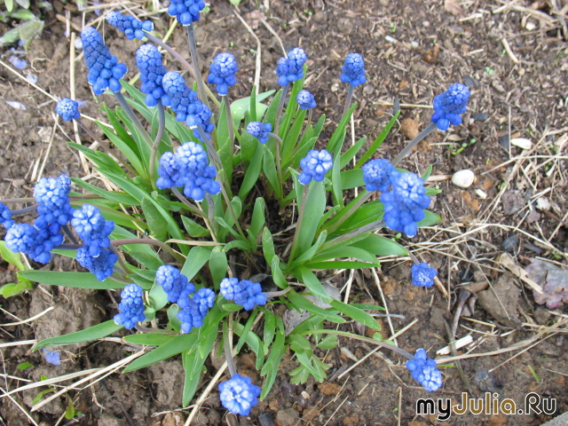  ,  Muscari armeniacum