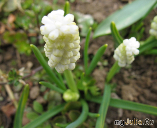  ,  &#039;&#039; Muscari armeniacum &#039;Alba&#039;