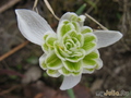   &#039; &#039; Galanthus nivalis &#039;Flore Pleno&#039;