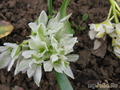  ,  &#039;&#039; Ornithogalum balansae &#039;Nutans&#039;