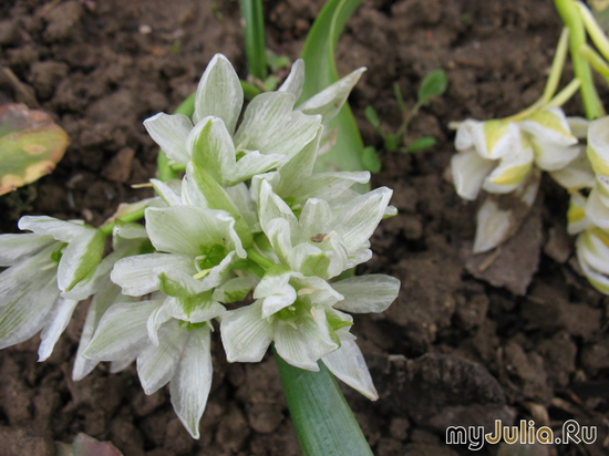  ,  &#039;&#039; Ornithogalum balansae &#039;Nutans&#039;