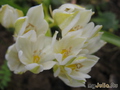  ,  &#039;&#039; Ornithogalum balansae &#039;Umbellatum&#039;