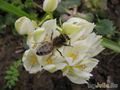  ,  &#039;&#039; Ornithogalum balansae &#039;Umbellatum&#039;