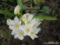  ,  &#039;&#039; Ornithogalum balansae &#039;Umbellatum&#039;