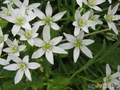  ,   Ornithogalum umbellatum