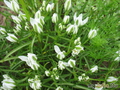  ,   Ornithogalum umbellatum