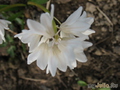   &#039;&#039; Puschkinia hyacinthoides &#039;Alba&#039;