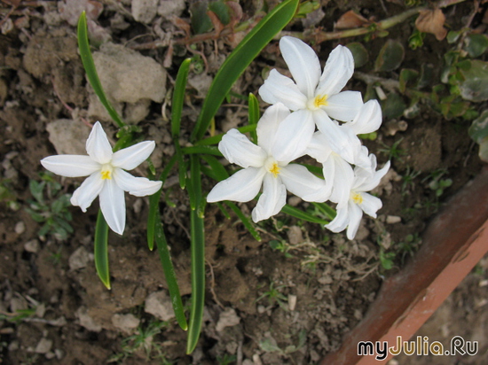   &#039;&#039; Chionodoxa luciliae &#039;Alba&#039;