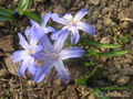   Chionodoxa luciliae