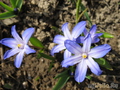   Chionodoxa luciliae