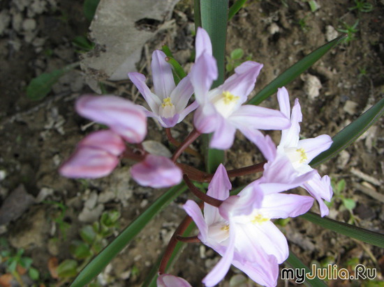   &#039; &#039; Chionodoxa luciliae &#039;Pink Giant&#039;