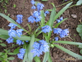 ,   &#039; &#039; Scilla sibirica &#039;Spring Beauty&#039;