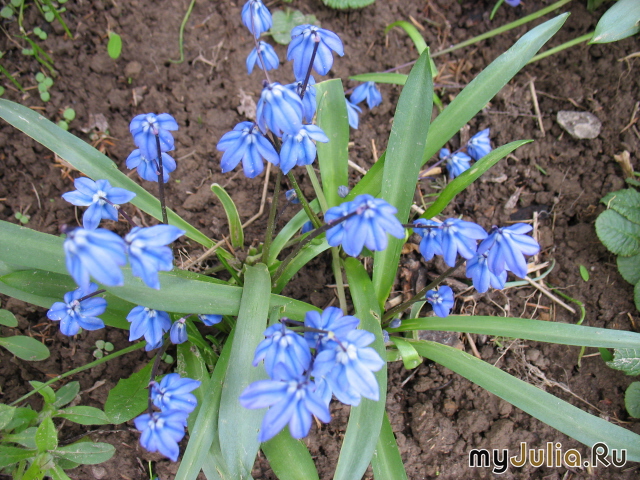 ,   &#039; &#039; Scilla sibirica &#039;Spring Beauty&#039;