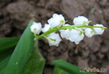   Convallaria majalis