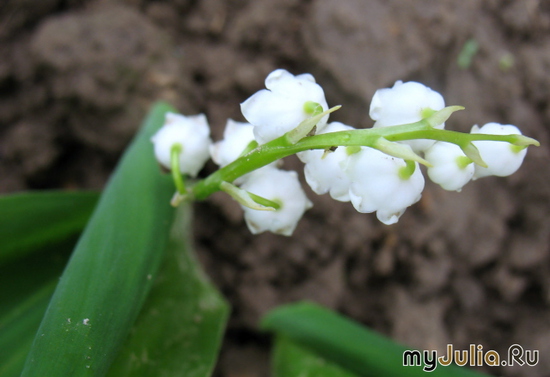   Convallaria majalis