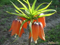   &#039;&#039; Fritillaria imperialis &#039;Sulpherino&#039;