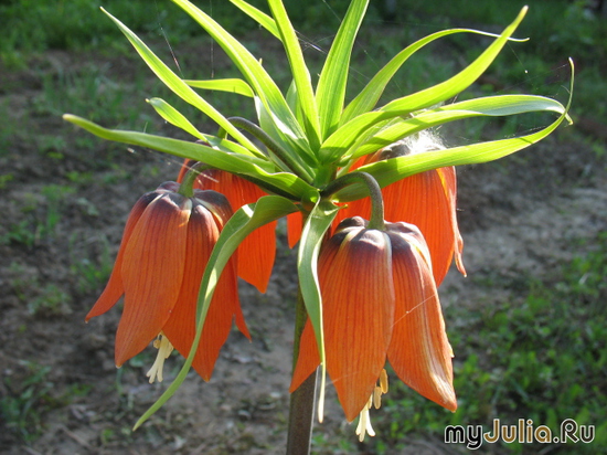   &#039;&#039; Fritillaria imperialis &#039;Sulpherino&#039;