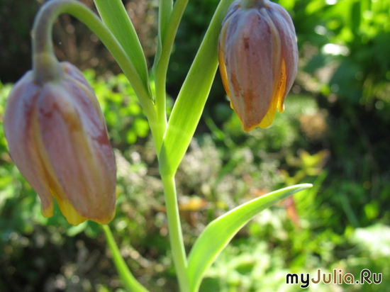   Fritillaria michailowskyi