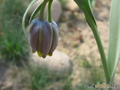   Fritillaria michailowskyi