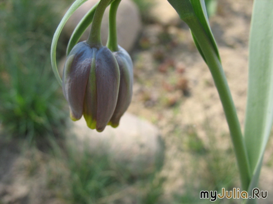   Fritillaria michailowskyi