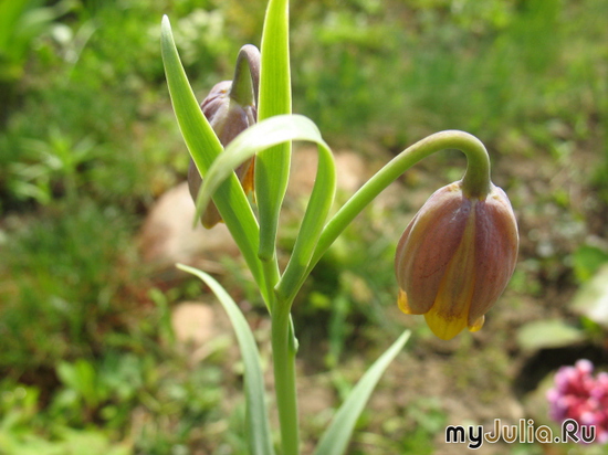   Fritillaria michailowskyi