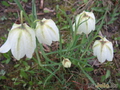   &#039;&#039; Fritillaria meleagris &#039;Alba&#039;