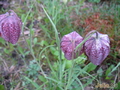   &#039;&#039;  Fritillaria meleagris &#039;Afrodita&#039;