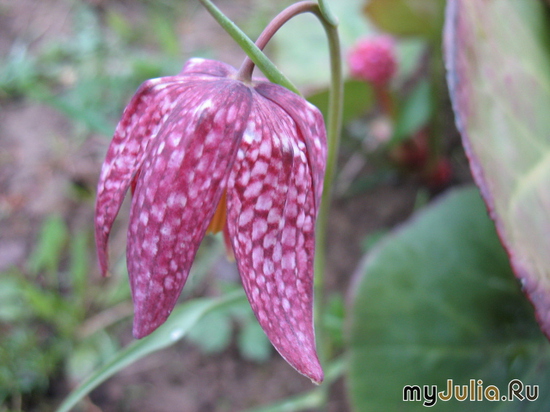   &#039;&#039;  Fritillaria meleagris &#039;Afrodita&#039;