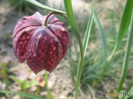   &#039;&#039; Fritillaria meleagris &#039;Afrodita&#039;