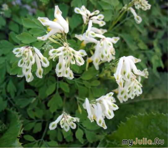  - &#039;&#039; Corydalis ochroleuca &#039;Alba&#039;