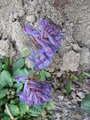  ,  &#039; &#039; Corydalis halleri &#039;Prasil Strain&#039; 03.04.07