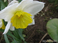   &#039; &#039; Trumpet Daffodils &#039;Ice Follies&#039;