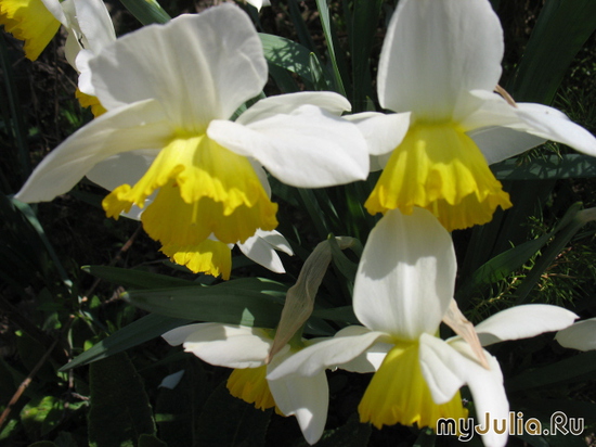   &#039; &#039; Trumpet Daffodils &#039;Ice Follies&#039;