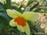   &#039;&#039;  Fritillaria meleagris &#039;Afrodita&#039;