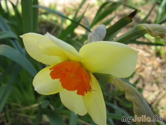   &#039;&#039; Trumpet Daffodils &#039;Alcida&#039;